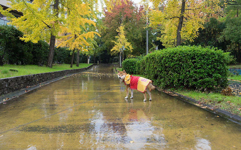 紅葉の遊歩道でレインコートを着た柴犬亜門