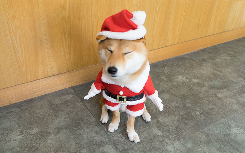 サンタクロースの衣装を着て眠たそうな柴犬亜門