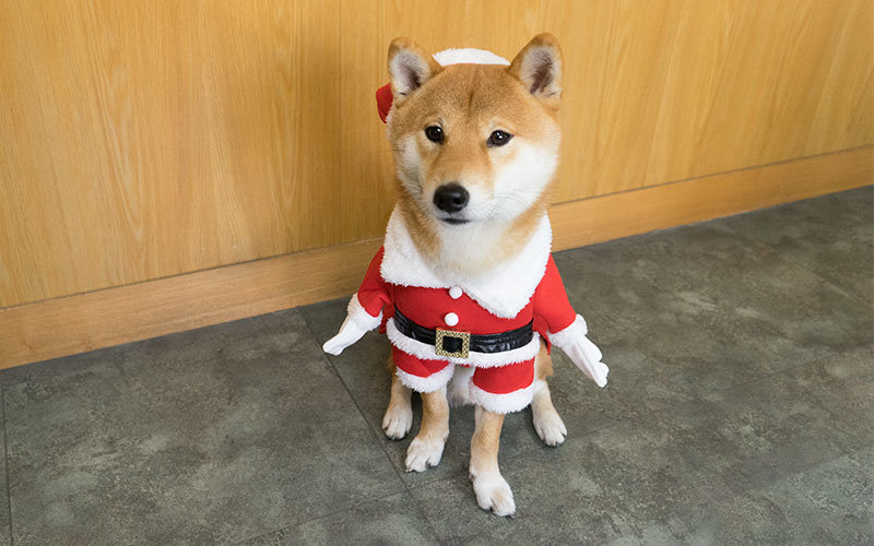 サンタクロースの衣装を着てオスワリする柴犬亜門