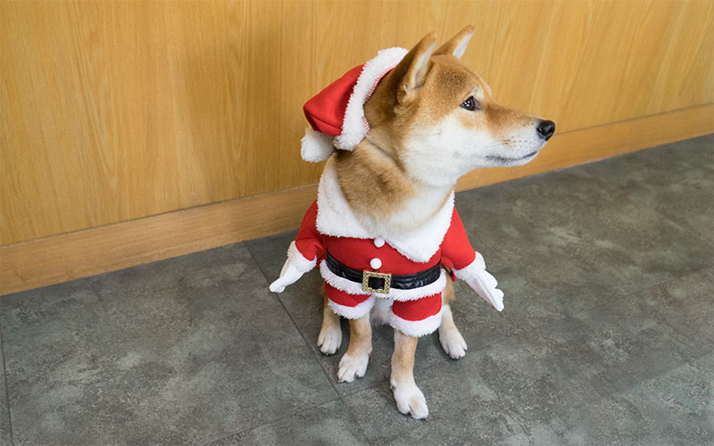 サンタクロースの衣装を着てオスワリする柴犬あもさん
