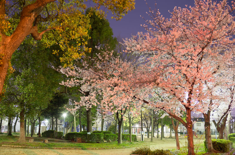 御幣島東公園の桜