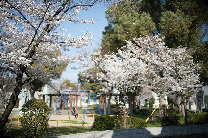 御幣島公園の桜