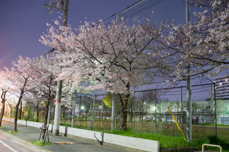 佃公園の桜