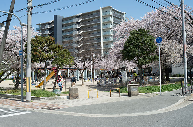 千舟公園の桜