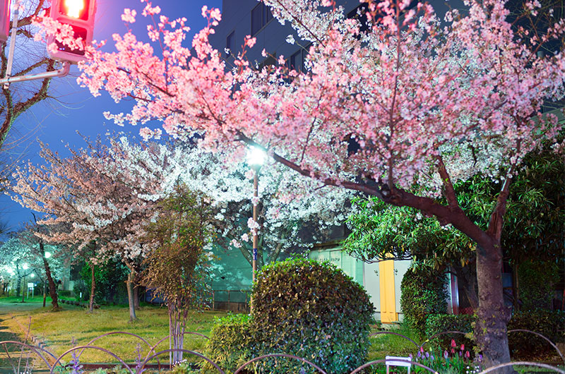 竹島南公園の桜
