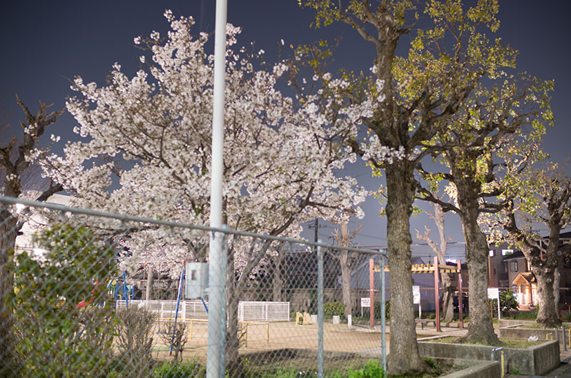 花川西公園の桜