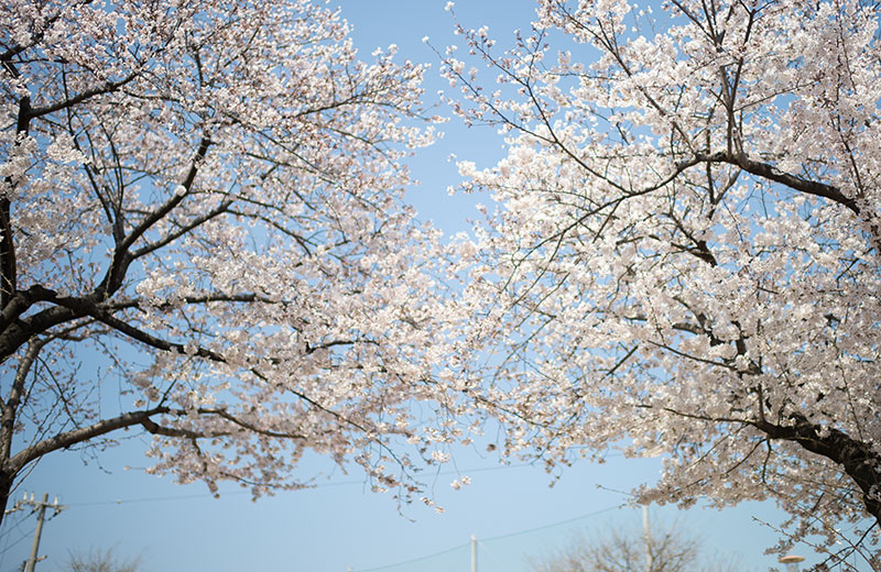 西姫島公園の桜