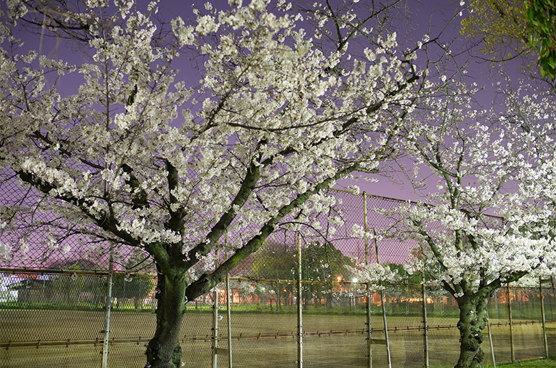 新淀川公園の桜