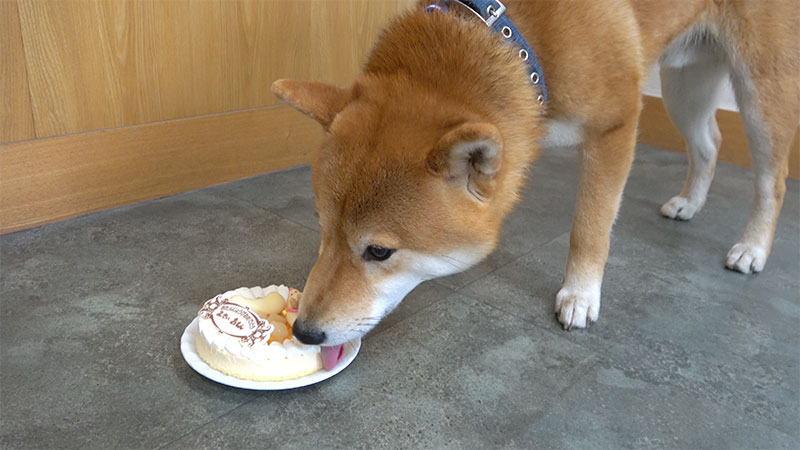 犬用の誕生日ケーキを食べる柴犬亜門