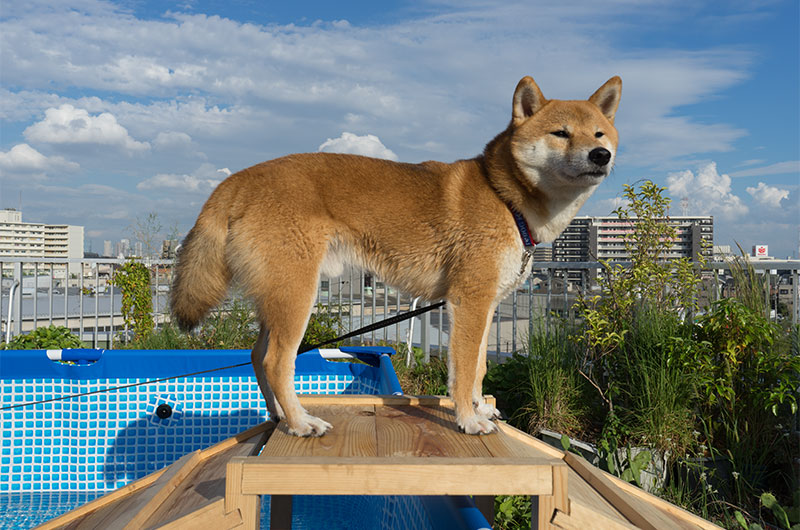 プールから上がって屋上の景色を見る柴犬亜門さん(あもさん)