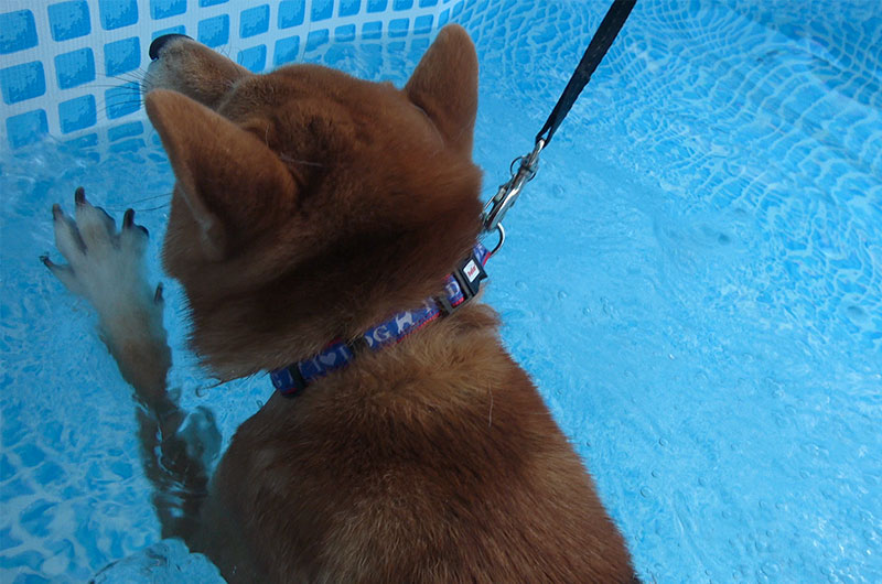 プールで溺れそうな柴犬亜門さん(あもさん)