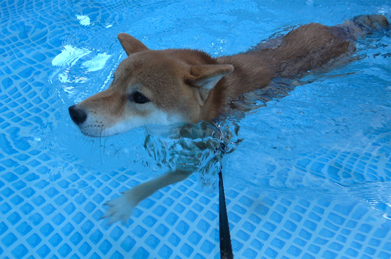 犬かきでプールを泳ぐ柴犬亜門さん(あもさん)