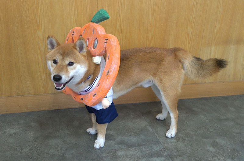 かぼちゃフレームと柴犬亜門さん
