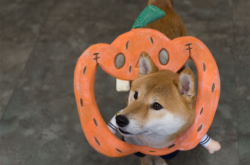 かぼちゃフレームと柴犬あもさん