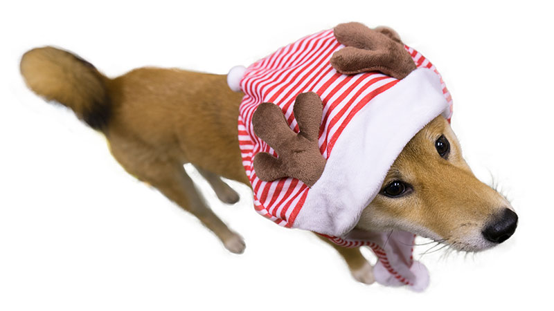 トナカイ帽子の柴犬