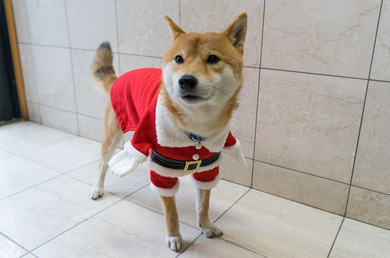 サンタクロースの衣装を着た柴犬亜門さん(あもさん)
