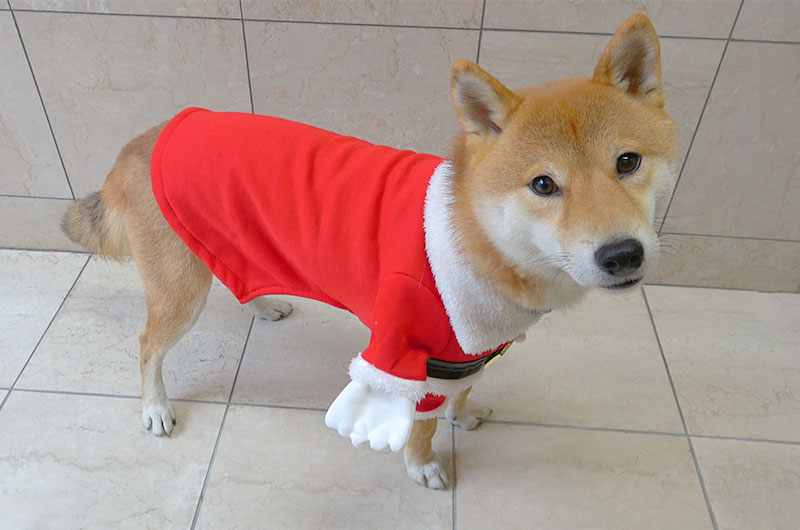 サンタクロースの衣装を着た柴犬亜門さん(あもさん)