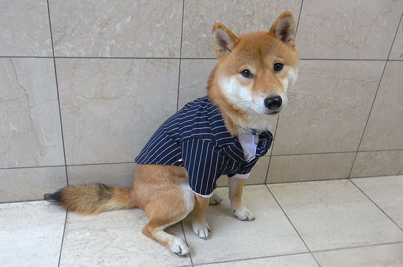 犬用のタキシードを着てオスワリする柴犬亜門さん(あもさん)