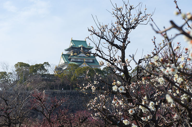 大阪城と梅