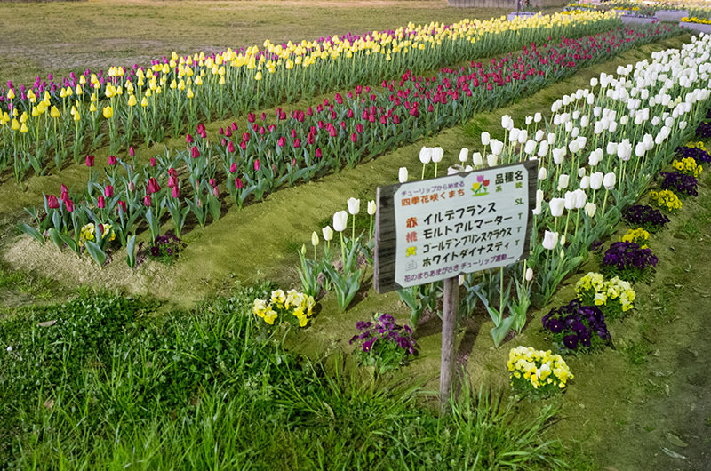 尼崎駅北側の中央公園 チューリップ花壇