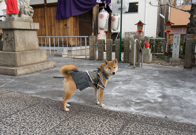 神社に参拝する柴犬亜門