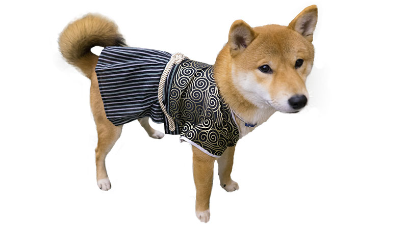 紋付袴を着た柴犬亜門