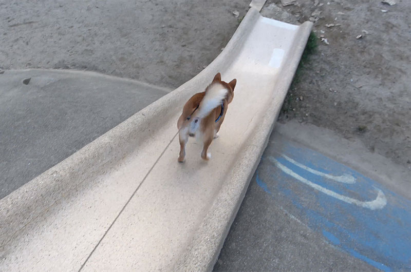 滑り台で遊ぶ柴犬亜門さん
