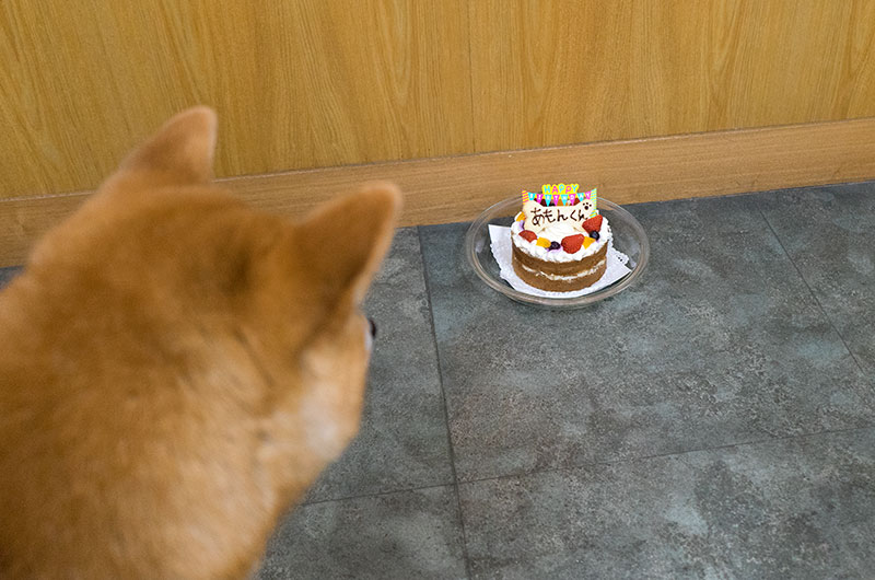 柴犬亜門さん3歳のバースデーケーキ