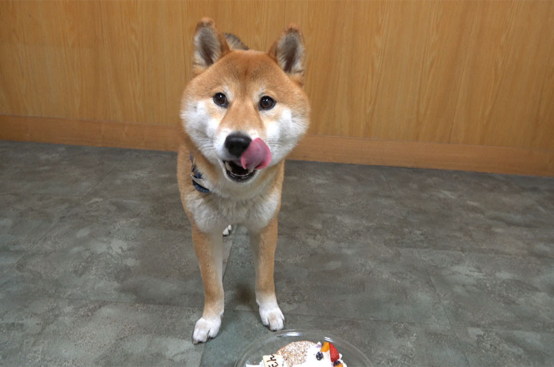 バースデーケーキを食べて喜ぶ柴犬亜門さん