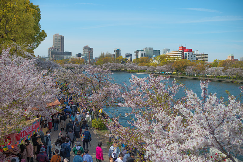 国道1号線の桜宮橋の上から見た大川と桜