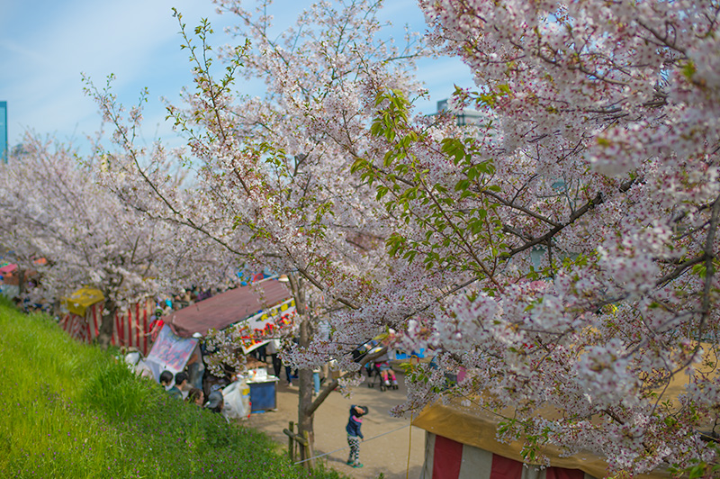 造幣局まで続く大川沿いの桜並木と屋台