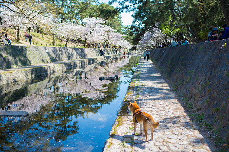 水面に映った桜を眺める柴犬亜門さん(あもさん)