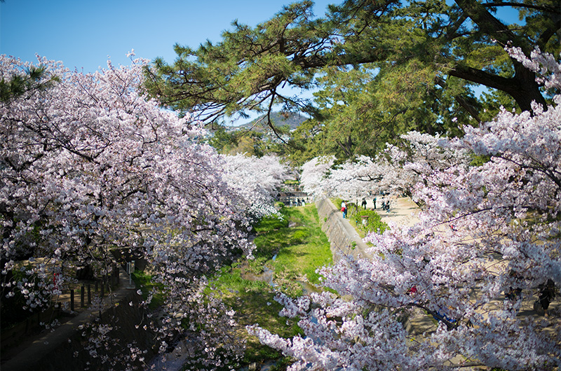 夙川の苦楽園口橋の上から見た桜の絶景