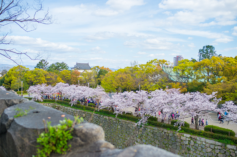 桜門横から見た桜並木と豊國神社と大坂城一番櫓