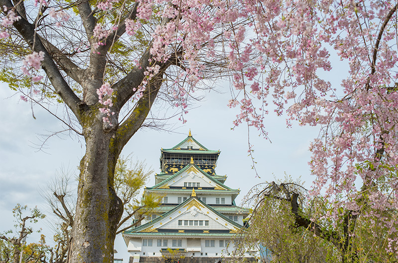 天守の南にある枝垂れ桜と大阪城天守