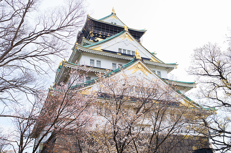 北東から見た大阪城天守と桜