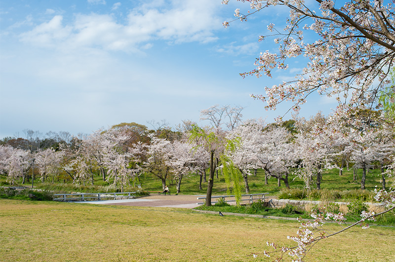 万博記念公園 桜の流れ