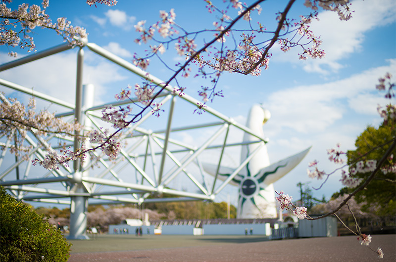 桜と大屋根と太陽の塔の背中 万博記念公園