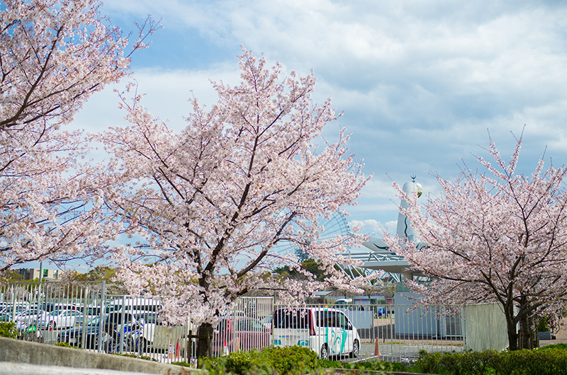 日本庭園前ゲートから見た桜と太陽の塔
