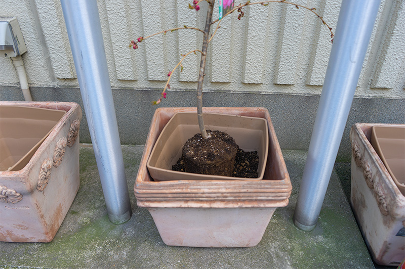 枝垂れ桜の鉢替え