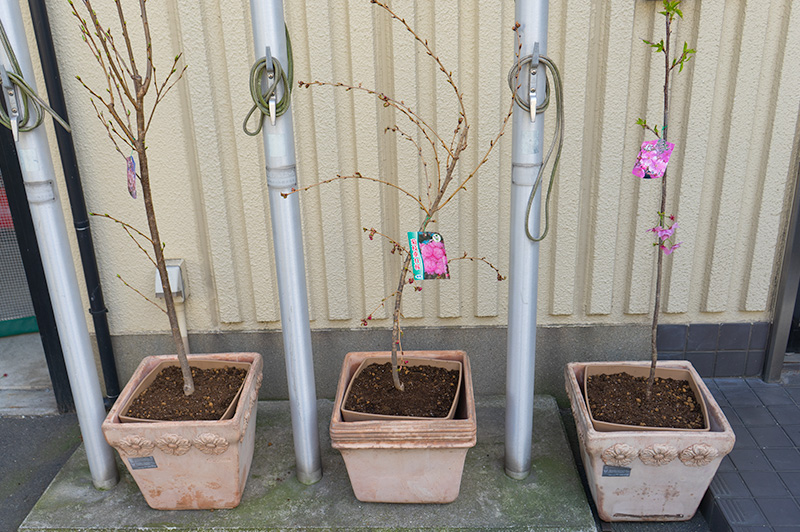 鉢植えした3本の桜