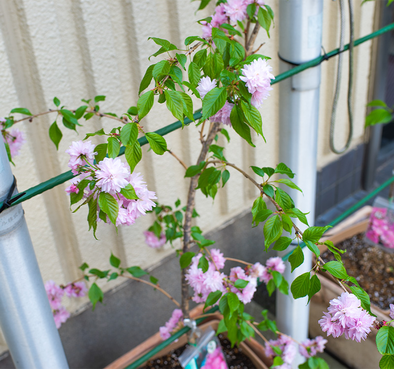 満開の菊枝垂れ桜の鉢植え