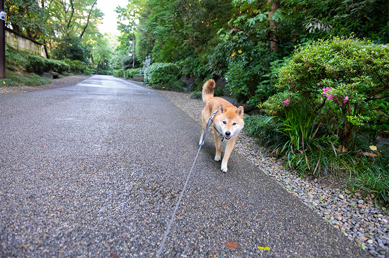 金沢公園を歩く柴犬亜門(あもさん)