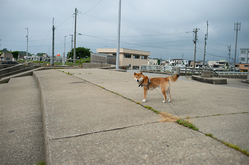 富山県滑川市の「ほたるいかミュージアム」前にいる柴犬亜門(あもさん)