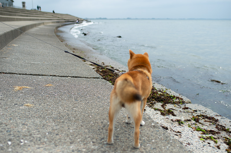 富山湾の堤防に立つ柴犬亜門(あもさん)