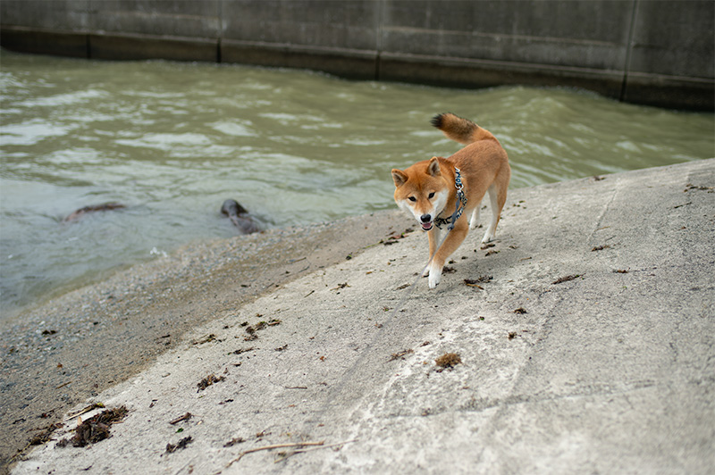 富山湾の堤防を歩く柴犬亜門(あもさん)