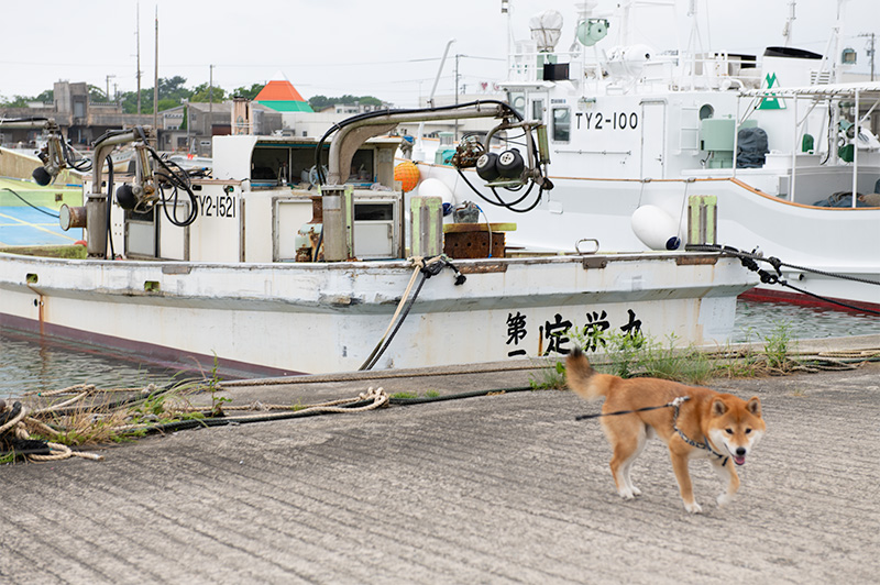 滑川港にいる柴犬亜門(あもさん)