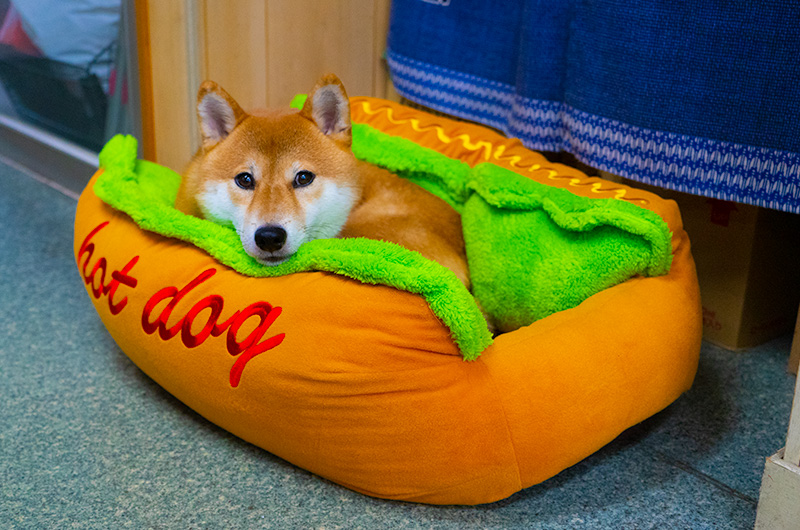 ホットドッグの犬用ベッドで寝る柴犬あもさん