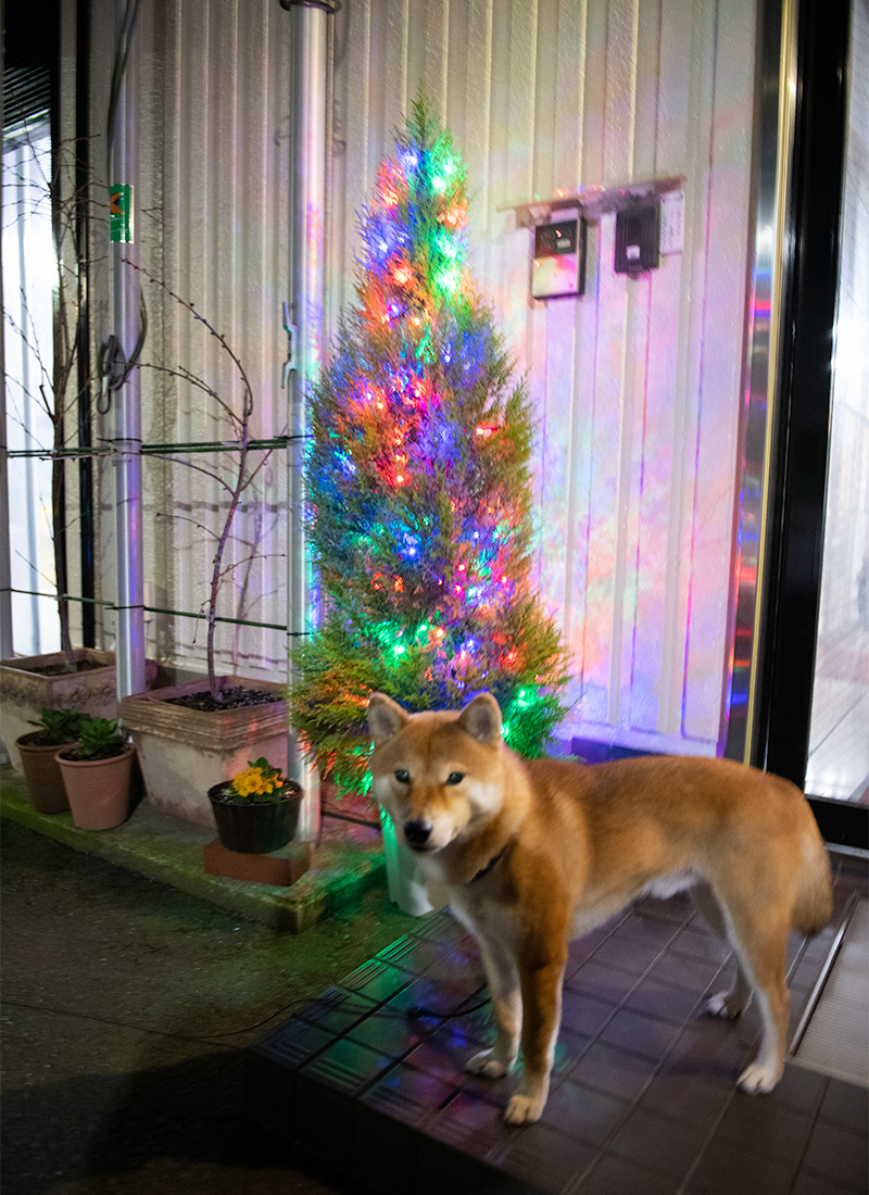 夜のクリスマスツリー(ゴールドクレスト)と柴犬亜門(あもん)