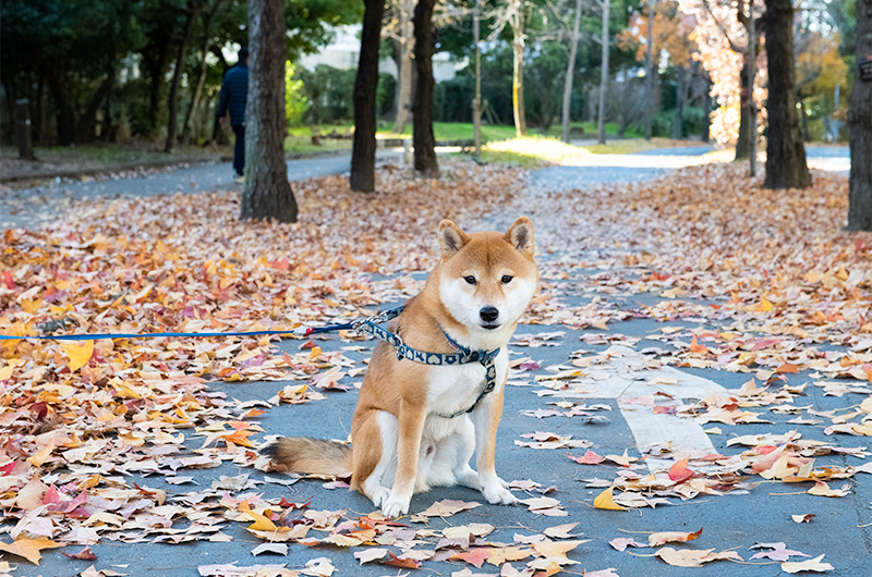 大野川遊歩道(緑陰道路)の落ち葉の絨毯に座る柴犬亜門(あもん)